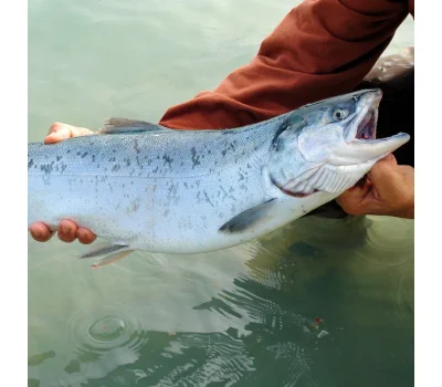 Fish Semen Analysis guide with SFT Veterinary standards, CASA system, Sperm Motility, Sperm Morphology, and Built-in heating stage for broodstock management